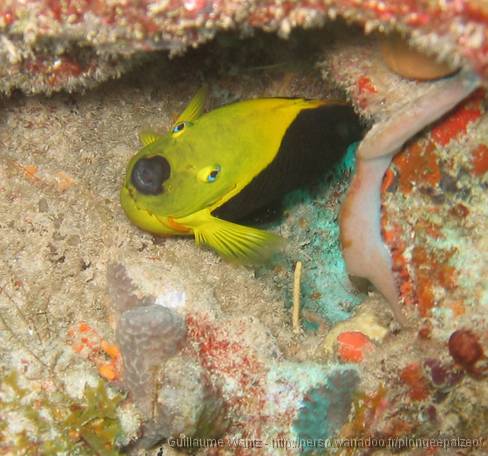 Bayahibe 237 from Liliana Poisson Ange - 