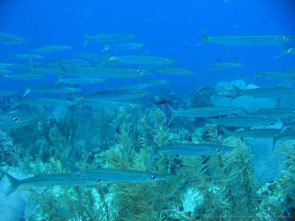 Bayahibe 292 Banc de petit barracuda