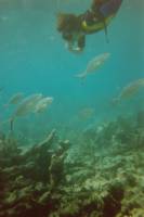 2004-02-20 Bayahibe 02 Cline at The Wall Avant la mduse Cline et carangues franches - 