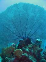 Bayahibe 166 