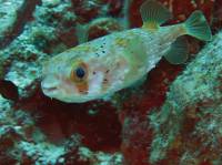 Bayahibe 267 from Liliana Diodon - 