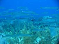 Bayahibe 292 Banc de petit barracuda